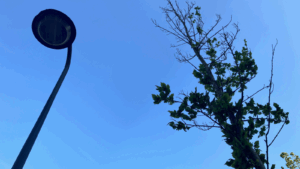 Het is de hoogste tijd voor schaduwbomen op Vlamingstraat en Rietveld
