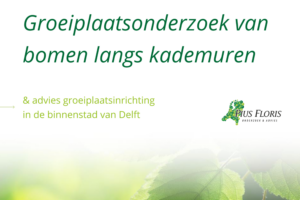 Onderzoek geeft perspectief voor schaduwbomen langs onze grachten